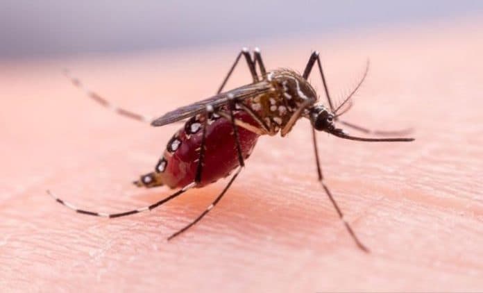 studi_ungkap_kelambu_insektisida_mampu_turunkan_kasus_malaria