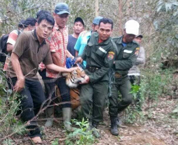 sudah_tiga_kali_muncul_di_simalungun_harimau_sumatera_pernah_terkena_jeratan_babi