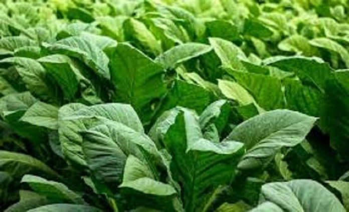 sumut_terima_rp1660_miliar_dana_bagi_hasil_cukai_rokok