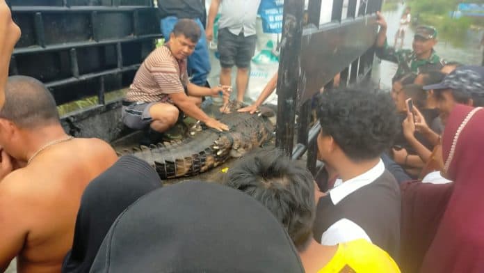 tak_sanggup_lagi_pelihara_warga_sergai_serahkan_buaya_ke_bksda_sumut