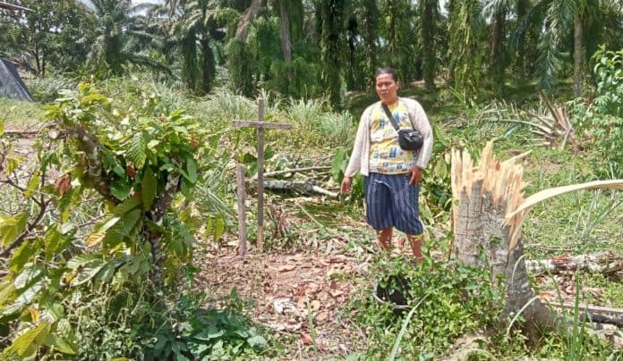 tanah_kuburan_ikut_diratakan_saat_okupasi_ptpn_3_kebun_bangun_di_siantar_sitalasari