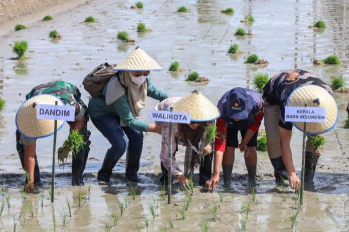 tanam_padi_di_sawah_wali_kota_siantar_ngaku_pernah_bercita_cita_menjadi_petani