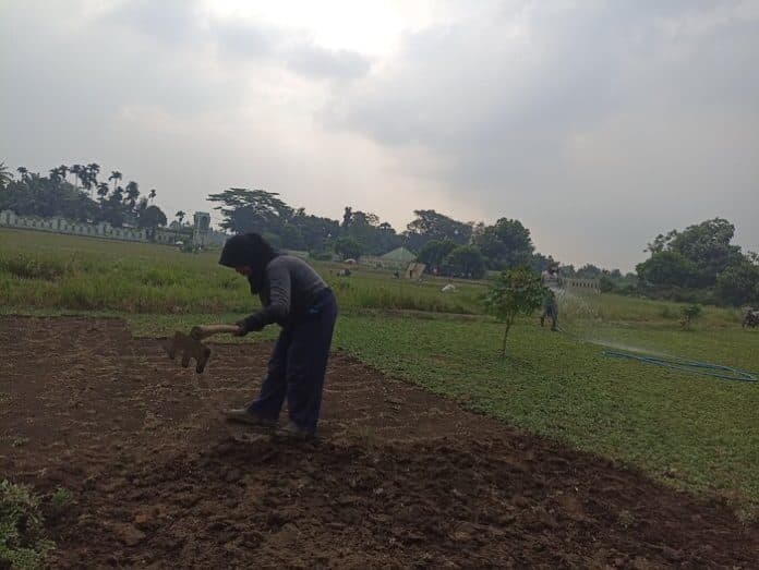 tanam_rumpuh_sambil_tambah_penghasilan_dewi_manfaatkan_tanah_sewaan_di_tuntungan