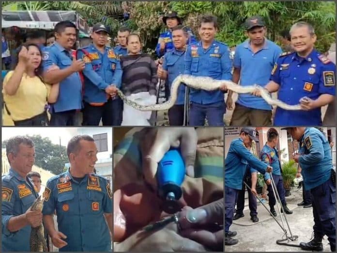 tangani_binatang_liar_masuk_rumah_begini_himbauan_kesatria_biru_siantar