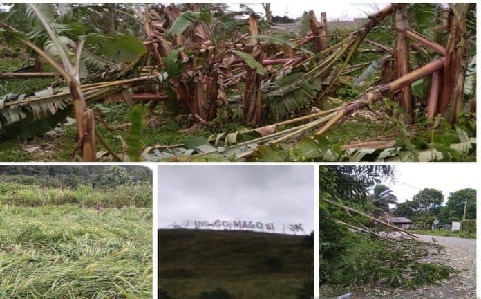 tapsel_dilanda_angin_kencang_tanaman_petani_rusak_parah