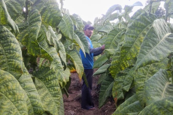 tembakau_selalu_disudutkan_tapi_bisa_bantu_darurat_negara