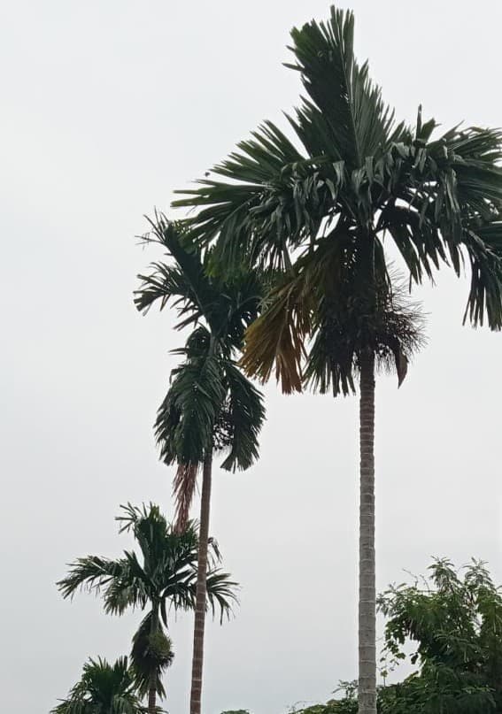 tempahan_pohon_pinang_minim_jelang_hut_ri_ke_78