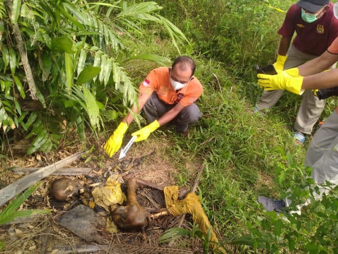 tengkorak_gelandangan_ditemukan_di_kebun_sawit_ptpn_2_deli_serdang