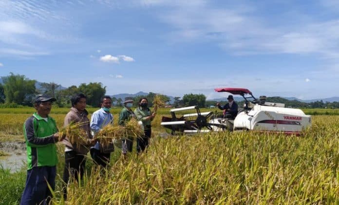 terapkan_pola_tanam_jarwo_hasil_panen_padi_di_desa_lumban_manurung_toba_melimpah