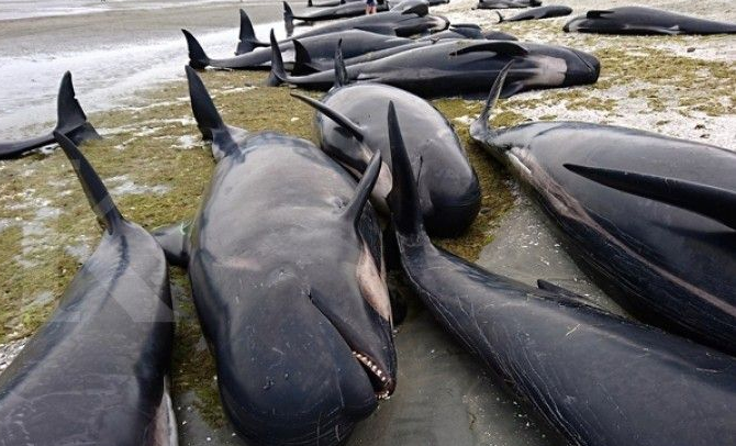 terdampar_di_selandia_baru_ratusan_paus_dan_lumba_lumba_mati