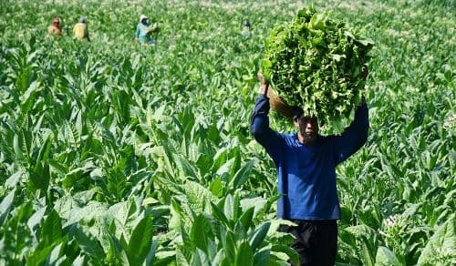 teriakan_industri_tembakau_soal_cukai_dan_pp_kesehatan