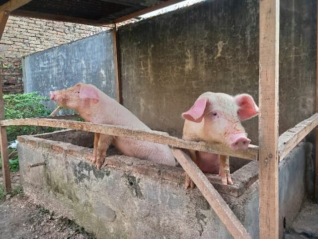 terkait_ternak_babi_terinveksi_virus_asf_belum_ada_surat_edaran_pemusnahan