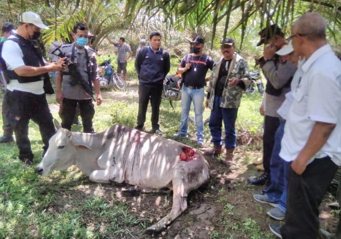 ternak_warga_diserang_harimau_di_simalungun_masyarakat_diminta_waspada