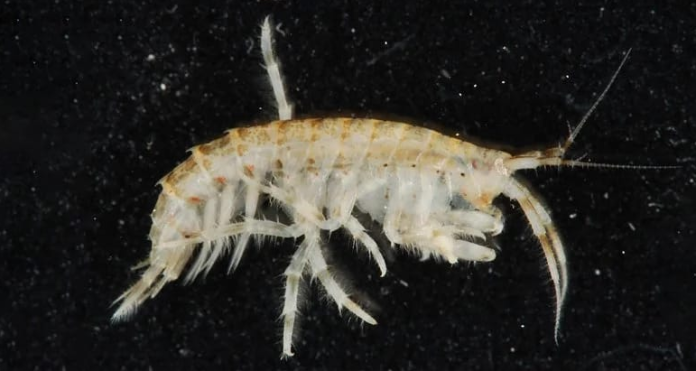 ternyata_hewan_ini_yang_memecah_komponen_mikroplastik_menjadi_nanoplastik_di_laut