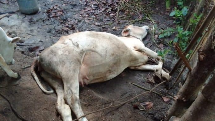 tiga_ekor_sapi_milik_warga_mati_diduga_terjangkit_pmk_di_simalungun
