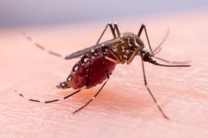 tiga_tahun_kasus_malaria_di_medan_terus_meningkat