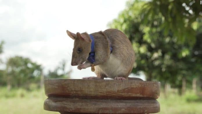 tikus_ini_dianugerahkan_medali_emas_pdsa_ini_keahliannya