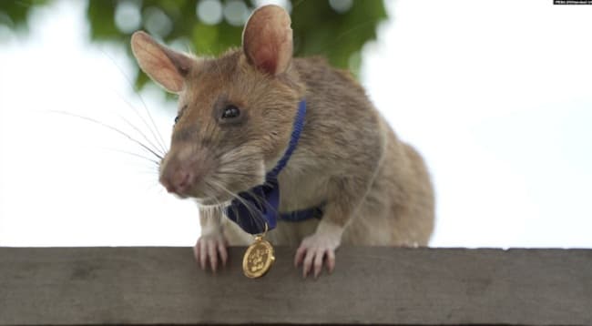 tikus_raksasa_ahli_pelacak_bom_raih_medali_emas_kemudian_pensiun