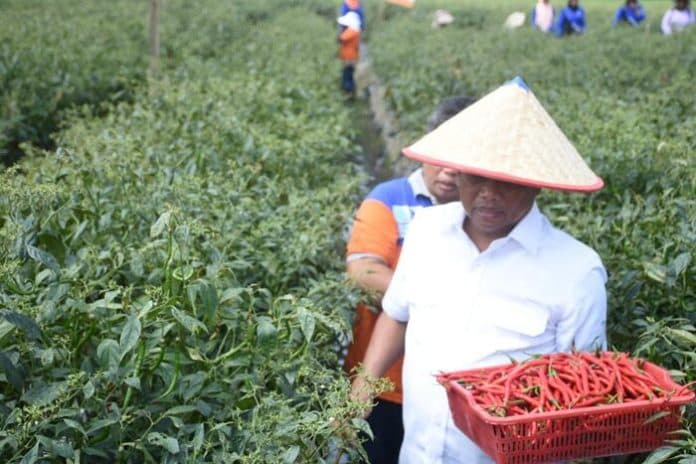 tingkatkan_produksi_cabai_bupati_sergai_minta_petani_buat_rencana_kerja