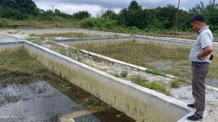 tingkatkan_produksi_ikan_dpkpp_dairi_akan_maksimalkan_bbi_silancang_sumbul