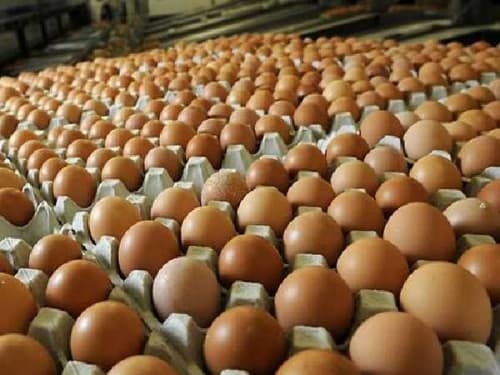 tips_memilih_dan_menyimpan_telur_di_rumah_agar_tetap_berkualitas