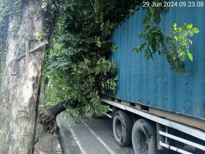 truk_kontainer_tabrak_pohon_mahoni_di_jalan_gatot_subroto