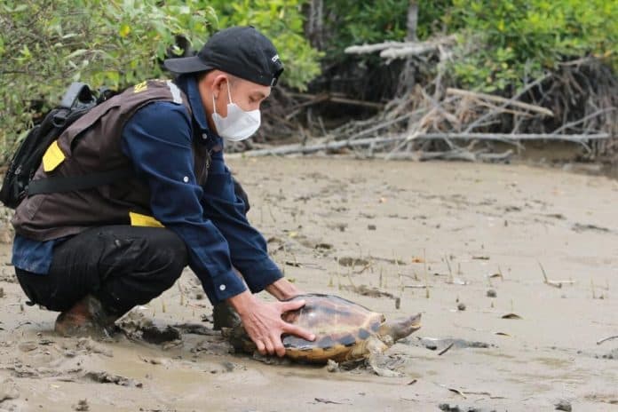 tuntong_laut_hasil_penyerahan_warga_dikembalikan_ke_habitatnya