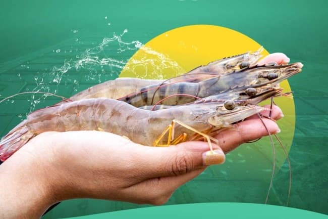 udang_vaname_asal_indonesia_digemari_di_pasar_mesir