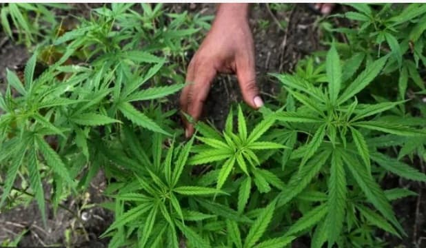 uji_materi_legalisasi_ganja_untuk_keperluan_medis_ditolak_mk