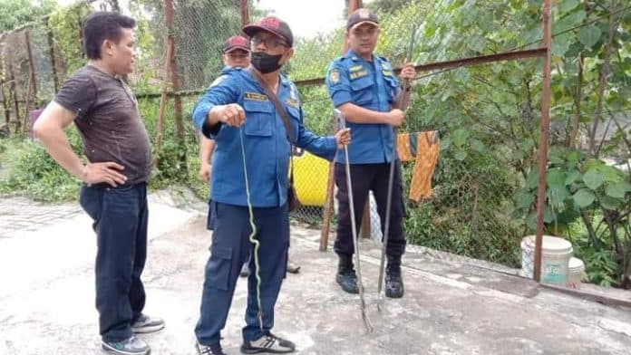 ular_kembali_masuk_rumah_warga_di_siantar_ini_imbauan_kepala_damkar_dan_penyelamatan