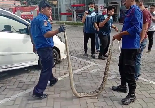 ular_piton_3_meter_masuk_kolong_mobil_warga_di_kisaran