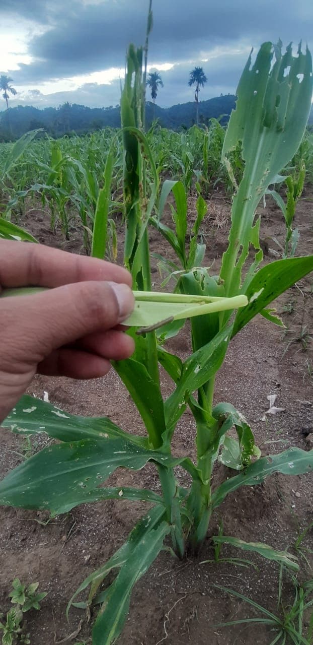 ulat_grayak_menyerang_tanaman_jagung_di_karo