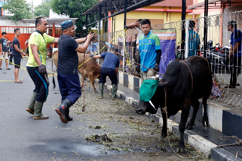umsu_sembelih_54_ekor_lembu_pada_iduladha_1443_h