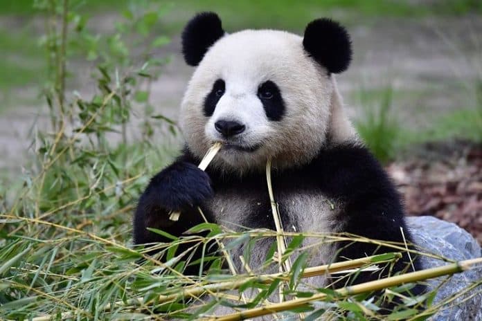 untuk_kali_pertama_china_lepas_panda_raksasa_ke_alam_bebas_di_luar_sichuan