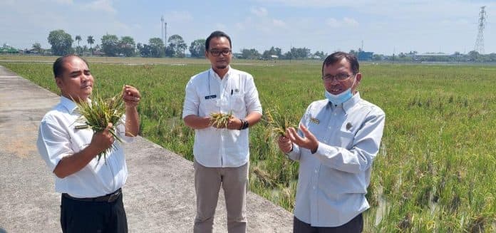 upt_bip_tanjung_morawa_mulai_budayakan_penggunaan_pupuk_organik