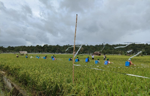 upt_ptph_sumut_cegah_padi_terserang_penyakit_blas_dan_kresek_di_nias