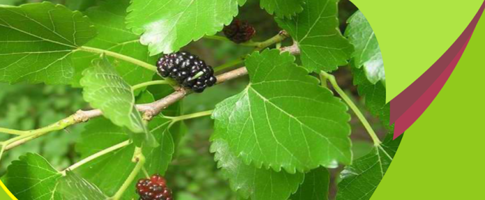 usai_konsumsi_obat_herbal_daun_murbei_putih_istri_anggota_kongres_california_meninggal