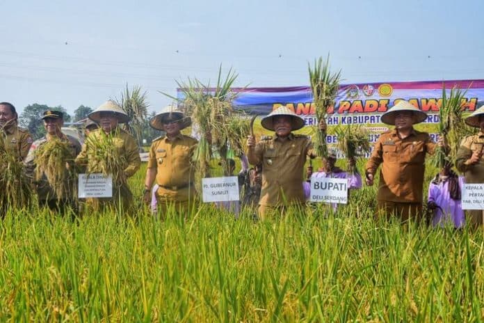 usai_panen_padi_di_deli_serdang_pj_gubsu_pastikan_stok_beras_di_sumut_aman