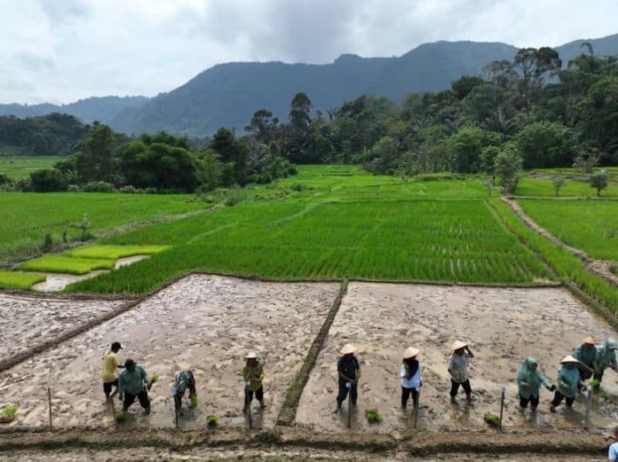 usia_panen_5_bulan_padi_varietas_silatihan_genjah_diperkenalkan