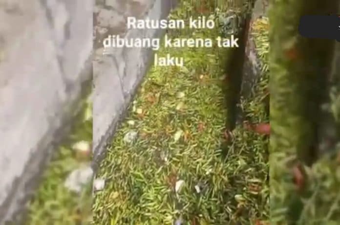 video_viral_cabai_rawit_dibuang_ke_parit_ini_keterangan_kepala_pasar_induk_lau_cih