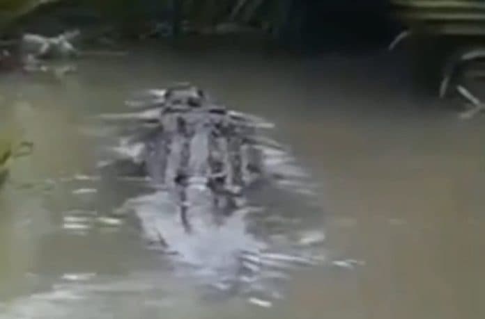 viral_buaya_liar_ditemukan_di_medan_kepala_lingkungan_selidiki