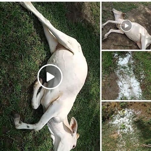 viral_di_medsos_ternak_sapi_bergelimpangan_di_lahan_ptpn_iv_afdeling_2_bah_jambi