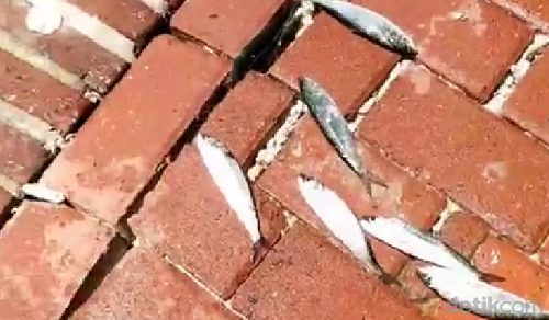 viral_ikan_laut_berlompatan_ke_daratan_di_jakarta_utara