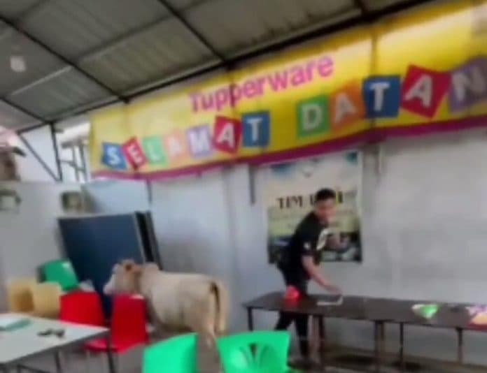 viral_sebelum_dipotong_sapi_kurban_lepas_dan_melarikan_diri_ke_rumah_makan