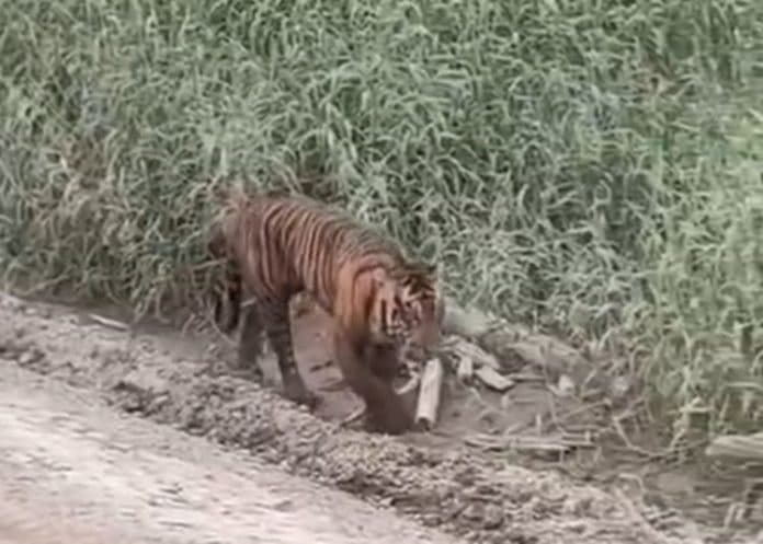 viral_seekor_harimau_sumatera_tertangkap_video_di_riau