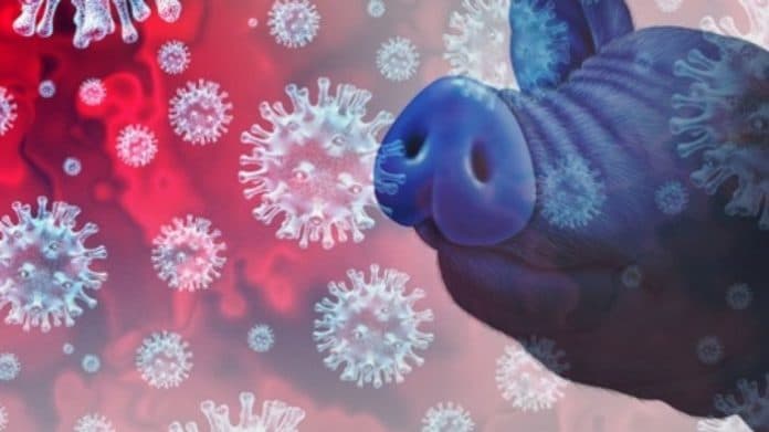 virus_flu_babi_afrika_kembali_merebak_ini_langkah_antisipasi_dinas_hanpang_siantar