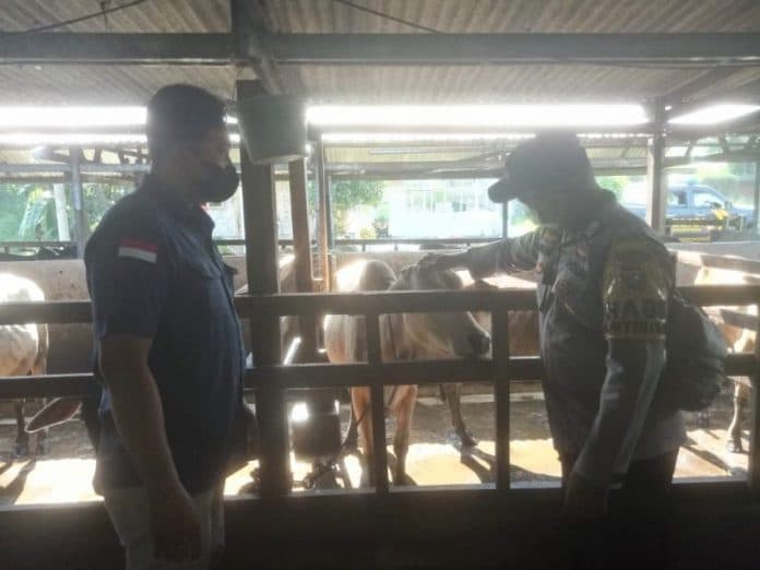 virus_pmk_pada_sapi_belum_ditemukan_di_batu_bara