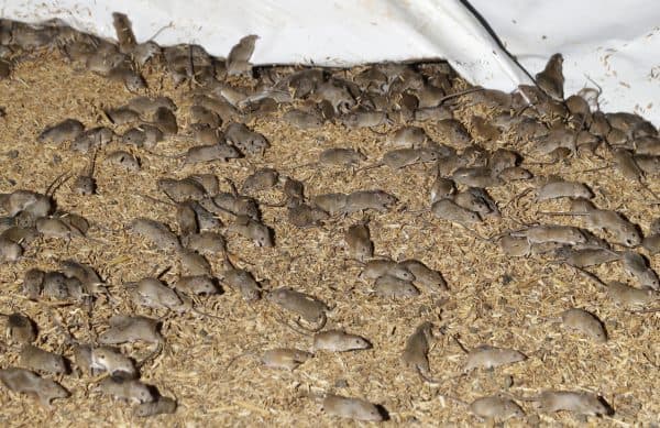 wabah_tikus_melanda_australia_ratusan_napi_dievakuasi_dan_pasien_rs_dilaporkan_tergigit