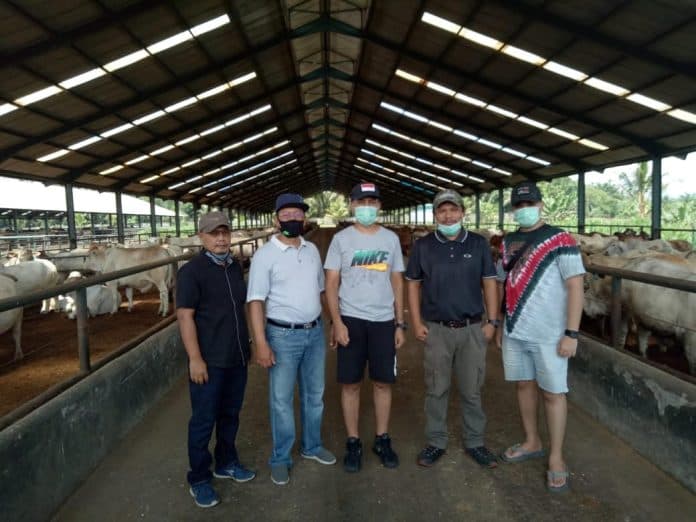 wagubsu_tinjau_penggemukan_sapi_di_stm_hilir