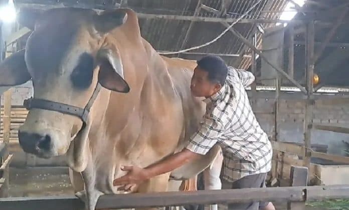 wah_teman_raffi_ahmad_beli_sapi_di_deli_serdang_seharga_rp150_juta